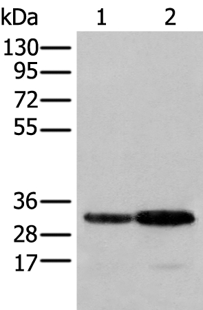 SFXN1 Antibody