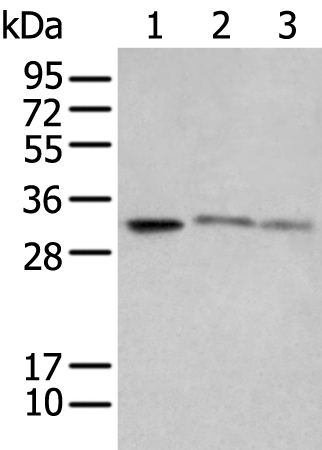 SPIC Antibody