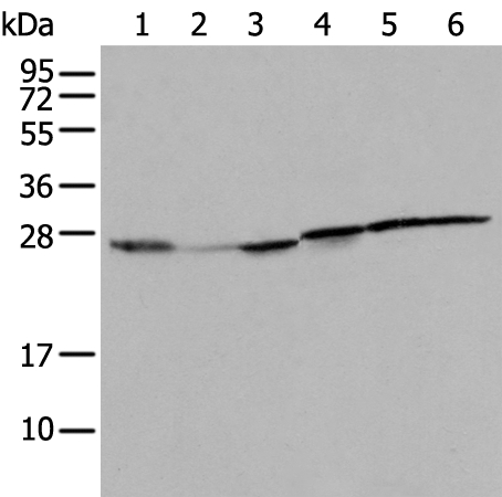RPL8 Antibody