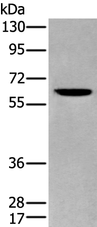 ZKSCAN1 Antibody