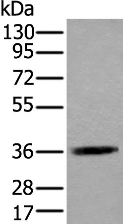 ACAT2 Antibody