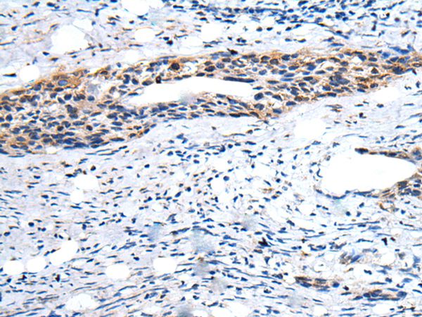 YPEL1 Antibody