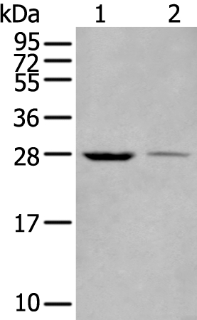 WBP1 Antibody