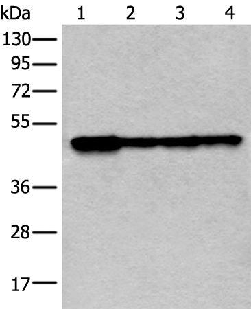 VRK1 Antibody