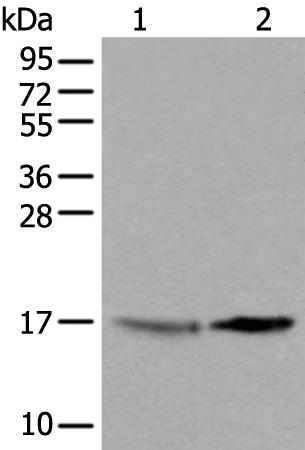 UBE2W Antibody