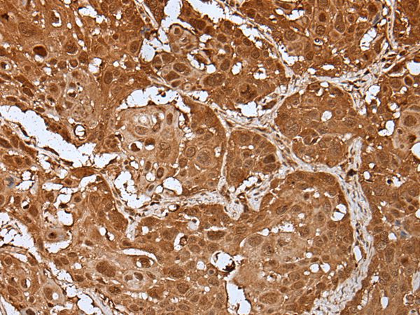 UBA7 Antibody