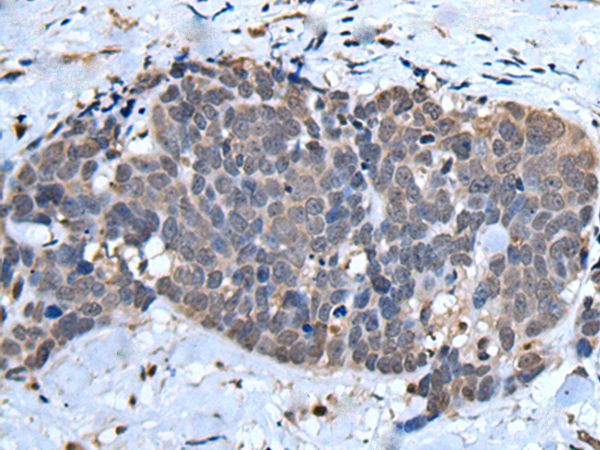 UFM1 Antibody