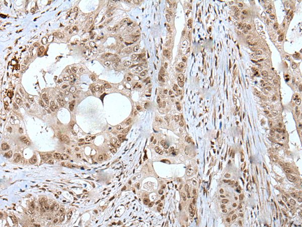 USP3 Antibody