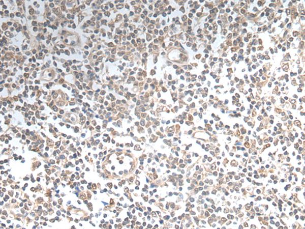 VAV3 Antibody