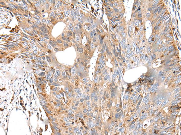 CTSS Antibody