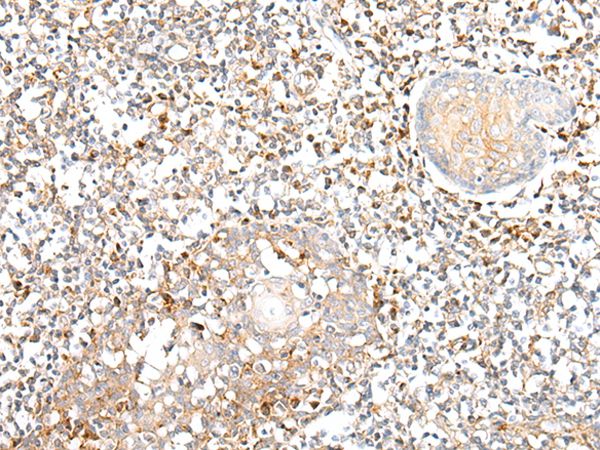 EFNA4 Antibody