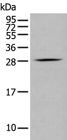 GZMM Antibody
