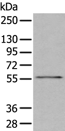 GSK3A Antibody