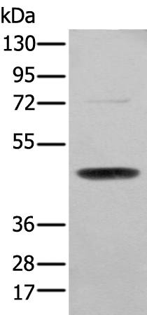 SERPINH1  Antibody