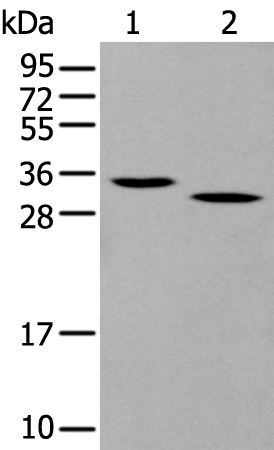 Gzmd  Antibody
