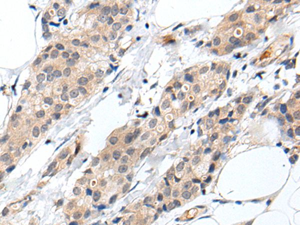 PROK1 Antibody