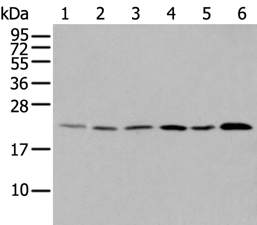 DUSP3 Antibody