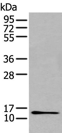 GHRL  Antibody