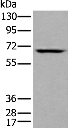 LILRB5 Antibody