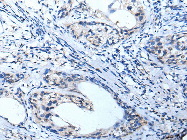 KCNA3 Antibody
