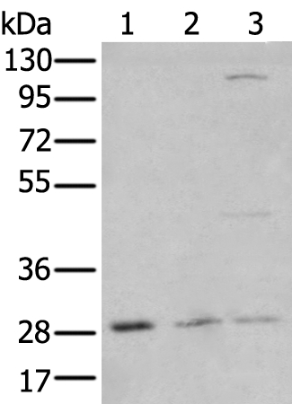 KLF6 Antibody