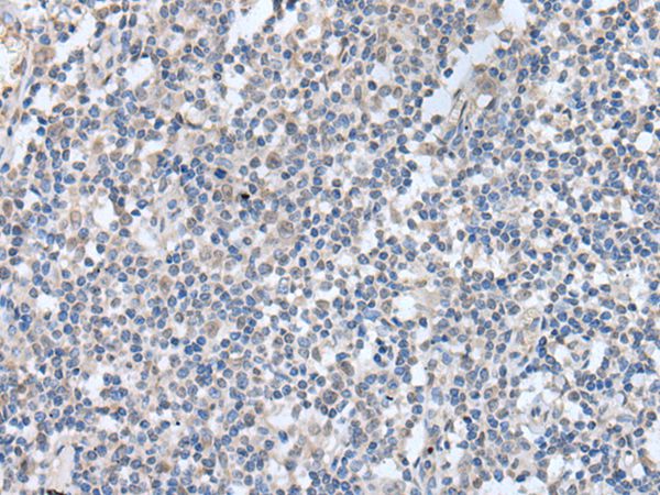 KCNQ3 Antibody
