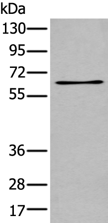 TCF7L1 Antibody