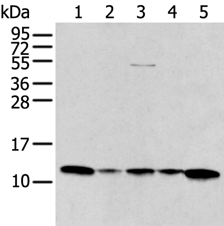 CCL1 Antibody