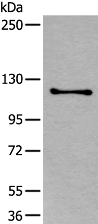 ULK1 Antibody