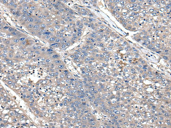 XDH Antibody