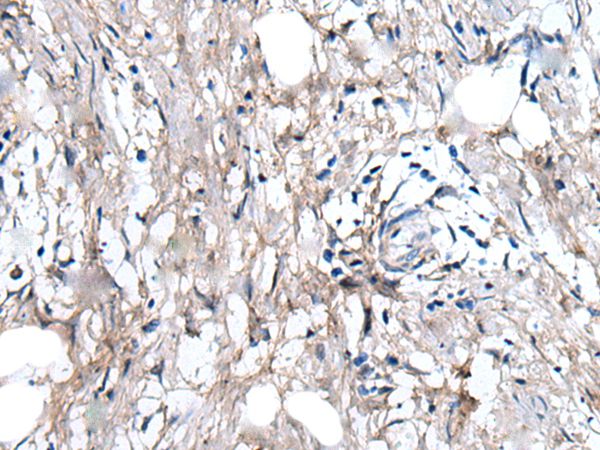 WRN Antibody