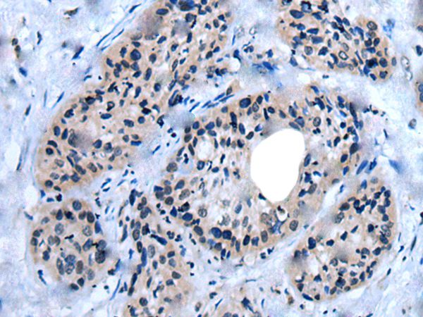 UNC93B1 Antibody