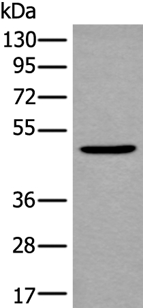 B4GAT1 Antibody