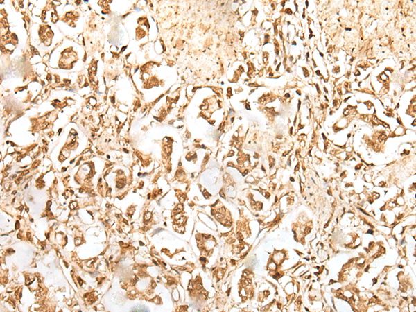 ZUFSP Antibody