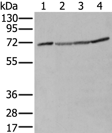 ZUFSP Antibody