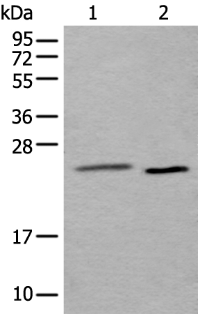 UBE2T Antibody