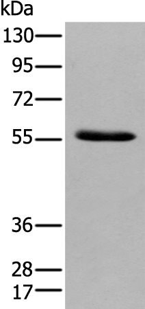 GPC4 Antibody