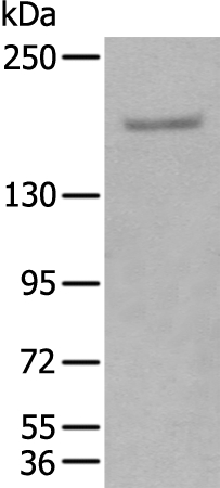 GLI3 Antibody