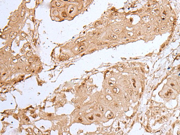 HOXC9 Antibody