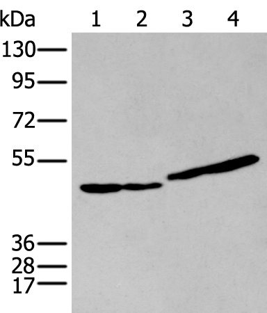IL9R Antibody