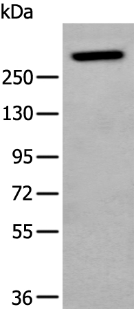 NF1 Antibody