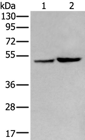 ZPLD1 Antibody