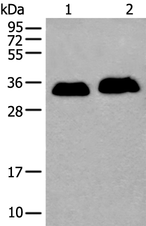 ATP1B2 Antibody
