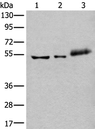 YY2 Antibody
