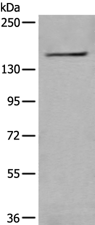 WDR11 Antibody