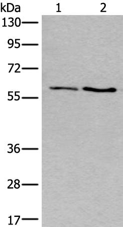 SLC17A8 Antibody