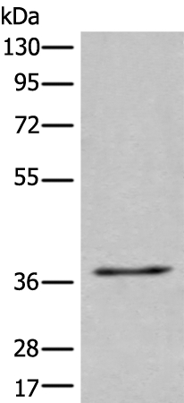 UBAC2 Antibody