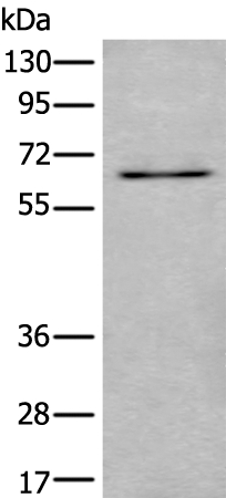 UBQLN2 Antibody