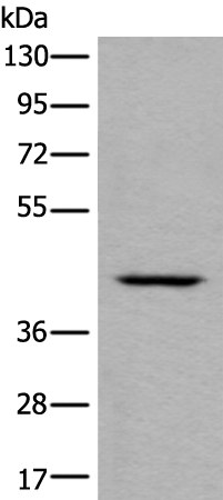 DSCC1 Antibody