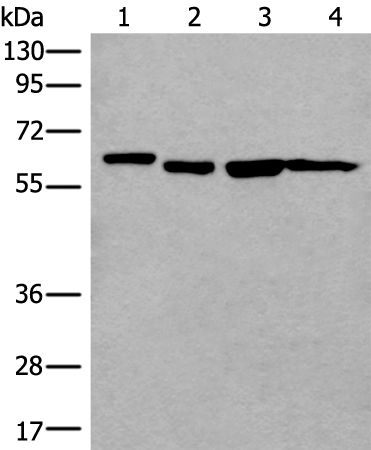 UTP18 Antibody